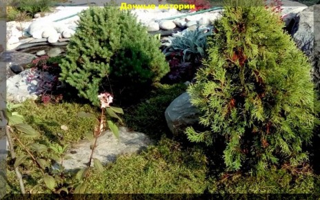 Растения для кислых почв: как превратить их в садовый шедевр