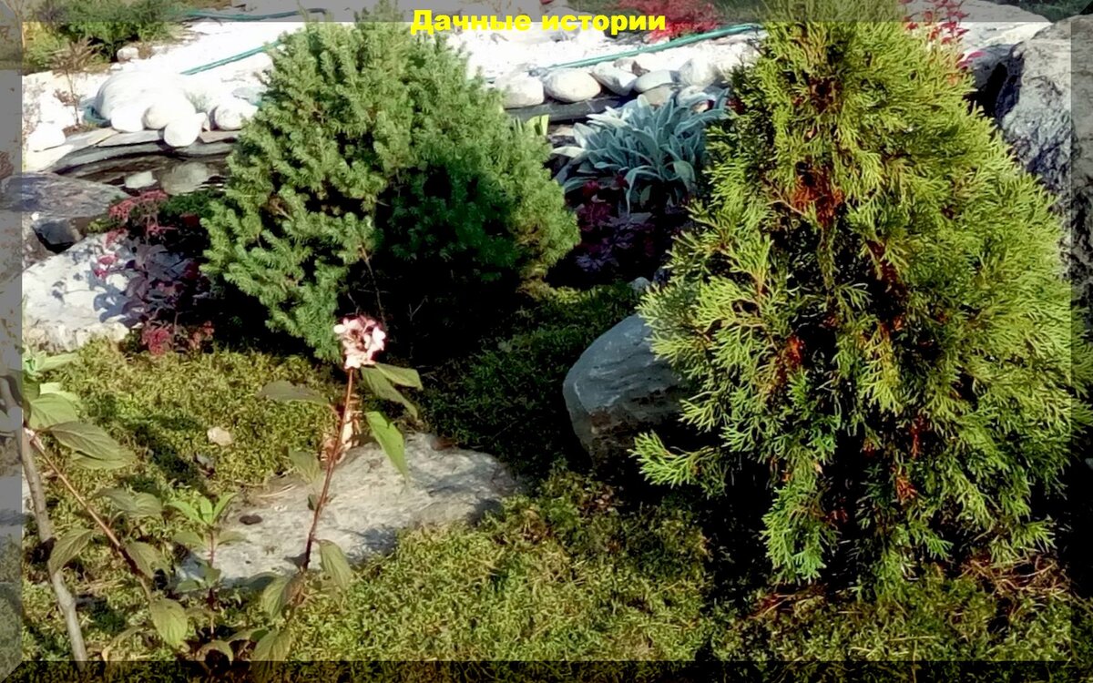 Растения для кислых почв: как превратить их в садовый шедевр