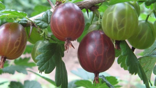 ��� ����� ��������� ���������: ������ ��� ���������� ���������