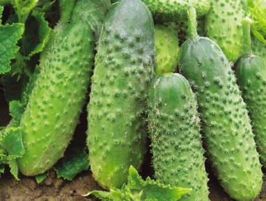 ������, ������ � �����: ������� ��������� ������