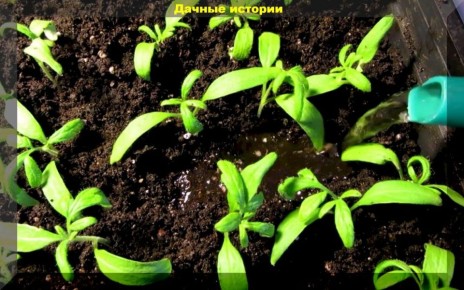 ����� �������: ������� ������ ��� ���������� ���������