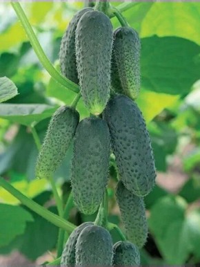 ������ ����-�����: ������ ��������� ������ � ����������� ������