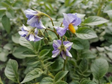 ������ ����� ���������� ��������� �� �����: ������ � ������������