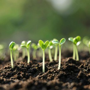 ������� �������� ������� �������: �� �������� ������� � �������� �������