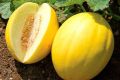 Что нужно знать о выращивании дыни сорта Золотистая
