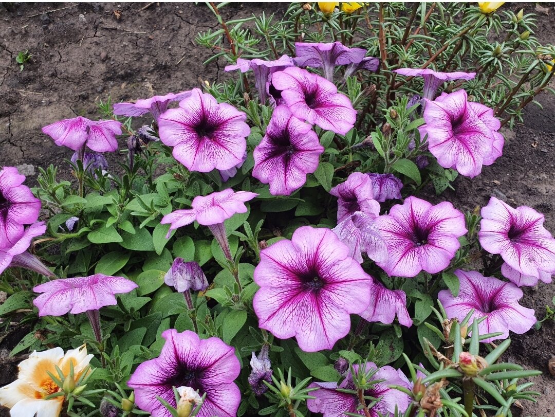 Петунии без пикировки: как сократить время и при этом получить отличную рассаду