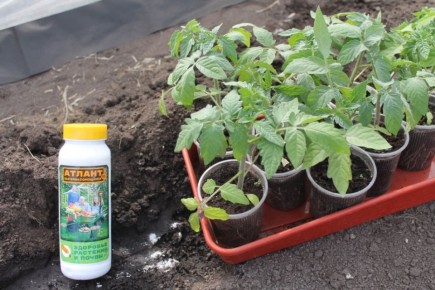 Выращивание овощей и зелени в теплицах: секреты успеха