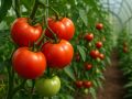 Когда теплица становится баней: как спасти томаты от жары