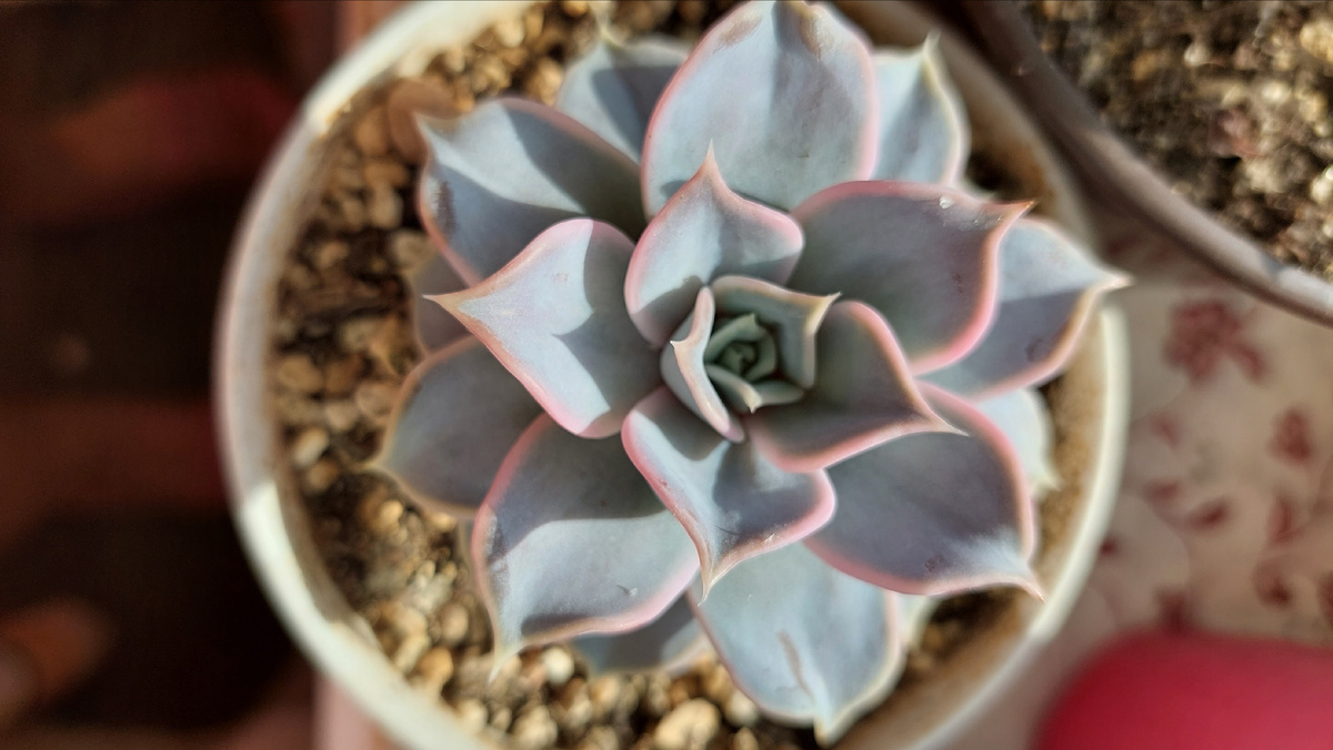 Жизнь Цветов: Как Суккуленты Стали Главной Темой Нового Видеоканала