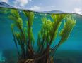Как выбрать полезные водоросли: нори, ламинария или вакаме?