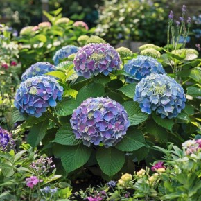 Гортензия в саду: секреты ухода для пышного цветения