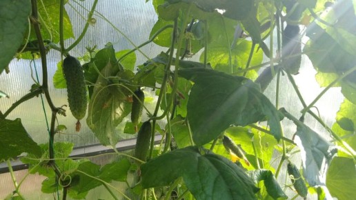 Почему ранний посев огурцов может не оправдать ожиданий