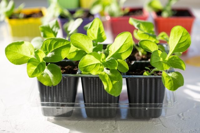 Какие цветы пора сеять на рассаду в феврале?