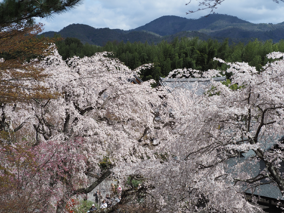 Тенрюдзи: Волшебство сакуры в живописном саду Киото