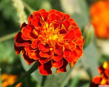 ��������: ����������� � ������ � ����� ����