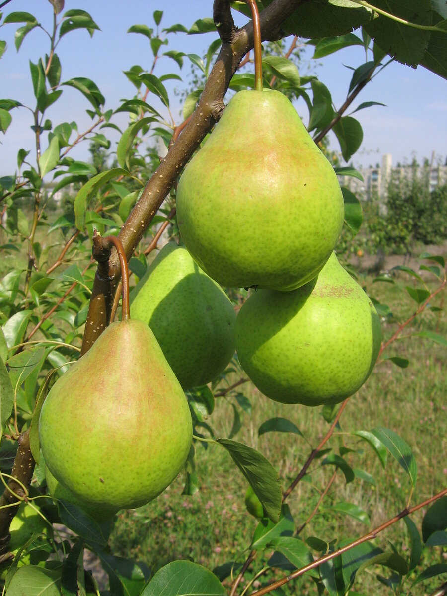 Груша: секреты успешного выращивания и ухода за этим уникальным фруктом