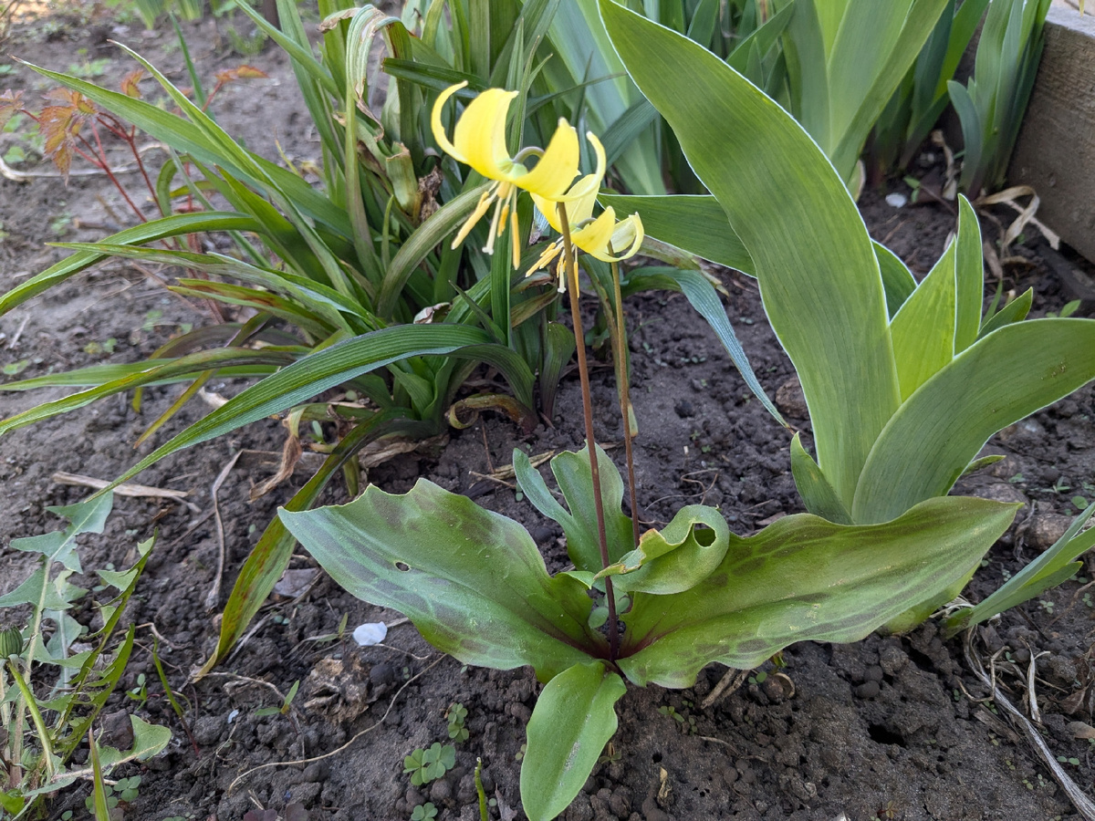 Уникальная находка: впервые зацвёл кандык в саду после пяти лет ожидания
