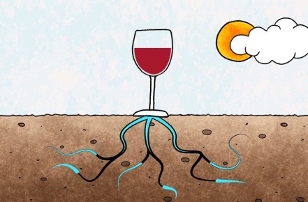 Терруар: магия происхождения и загадка минеральности