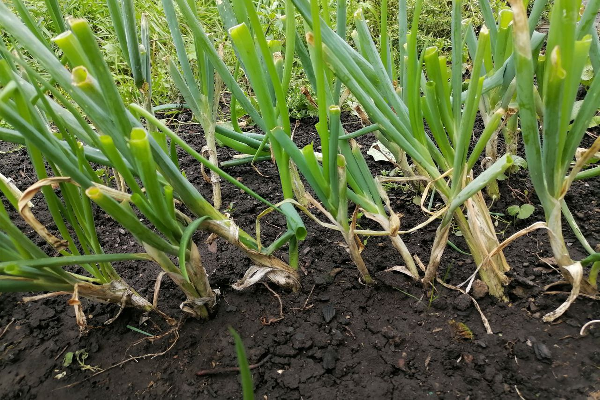 Лук на зелень: что стоит знать садоводам перед посевом?