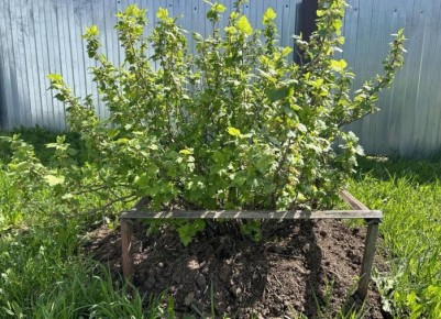 ��� �������� �������� ���������: ������� ���������