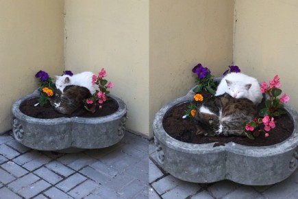 ��� �������� ������ �� ����������� �������� ������