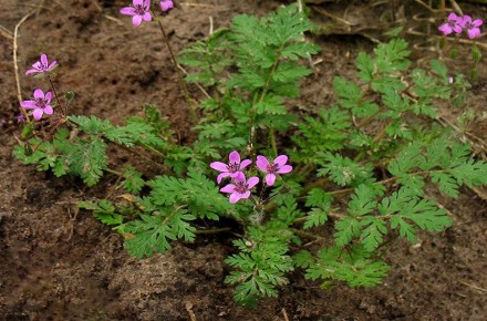 Очарование аистника цикутового: маленький сорняк с большим характером
