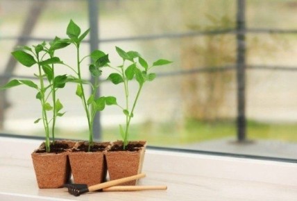 Незаменимые инструменты для успешного выращивания рассады