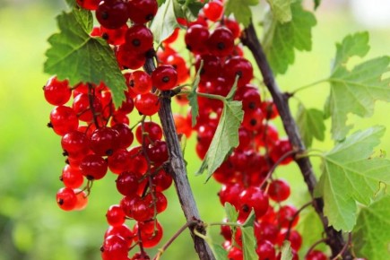 ��� �������� ������� ������ ������� ���������: ������� ���������