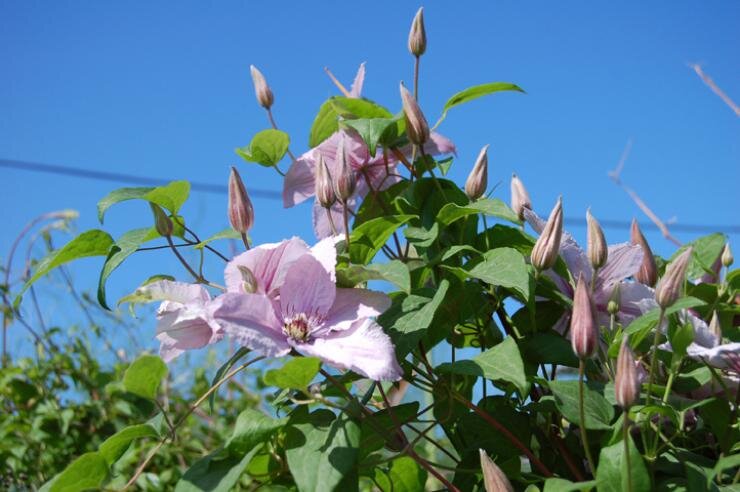 Клематисы: секреты успешной посадки и ухода