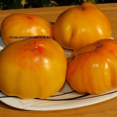 Томат Старожил: легенда с яркими плодами и высокой урожайностью