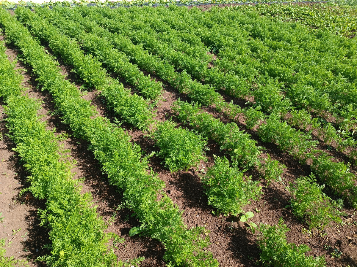 Как подкормить морковь и свёклу для рекордного урожая в июне