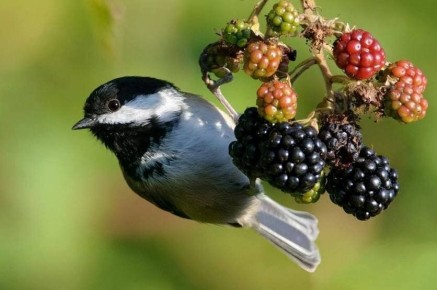 Гуманные методы отпугивания птиц: как защитить свой урожай