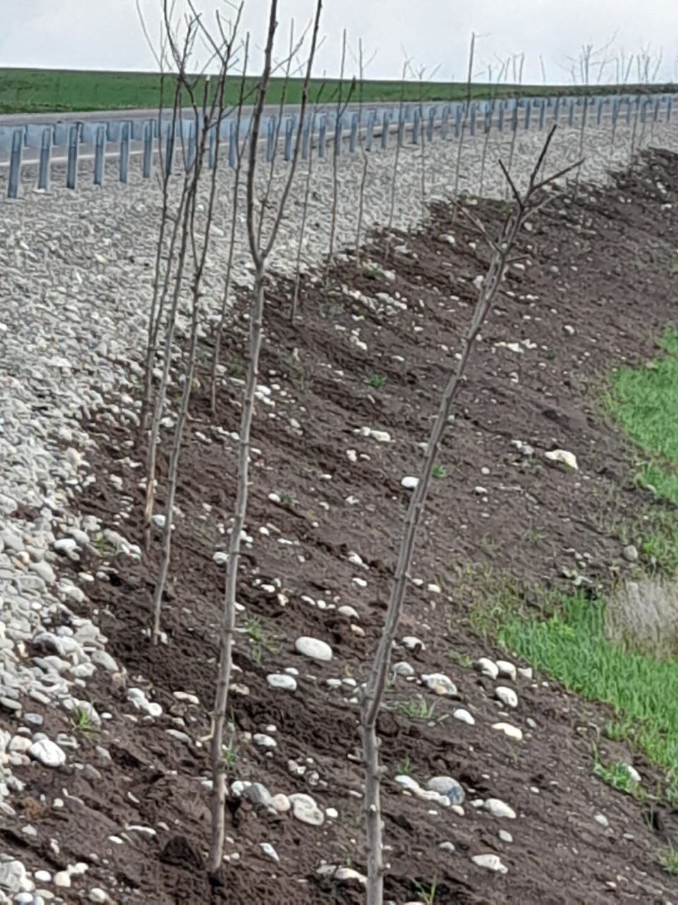 Всероссийская акция «Сохраним лес» в Ингушетии набирает обороты