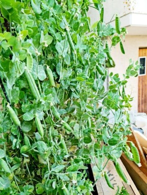 ������� ������: ���� � ����������