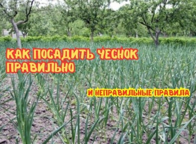 ������� ���������� � �������� ������� �������: ��� ������, ������� ����� ��� ���������