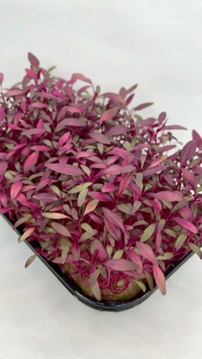 ��� ��������� �������� �������: �� ����������� �� ������� ��������