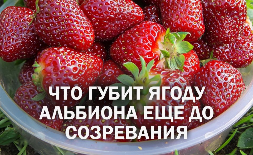 ��� �������� ������� � �������: ������������ �� ������� ����� �������