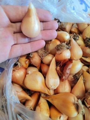 ��� ��������� ��������� �� ���������� ��������� ����� �������