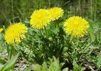 Одуванчик: незаслуженно забытое чудо природы для здоровья и красоты