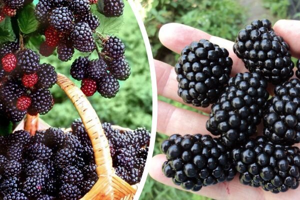 Невероятные сорта ежевики: что выбрать для вашего сада?