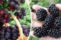 Невероятные сорта ежевики: что выбрать для вашего сада?