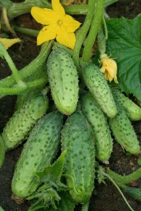 ������� ������� �������: ��� ������������ �������� ��� ��������� �������