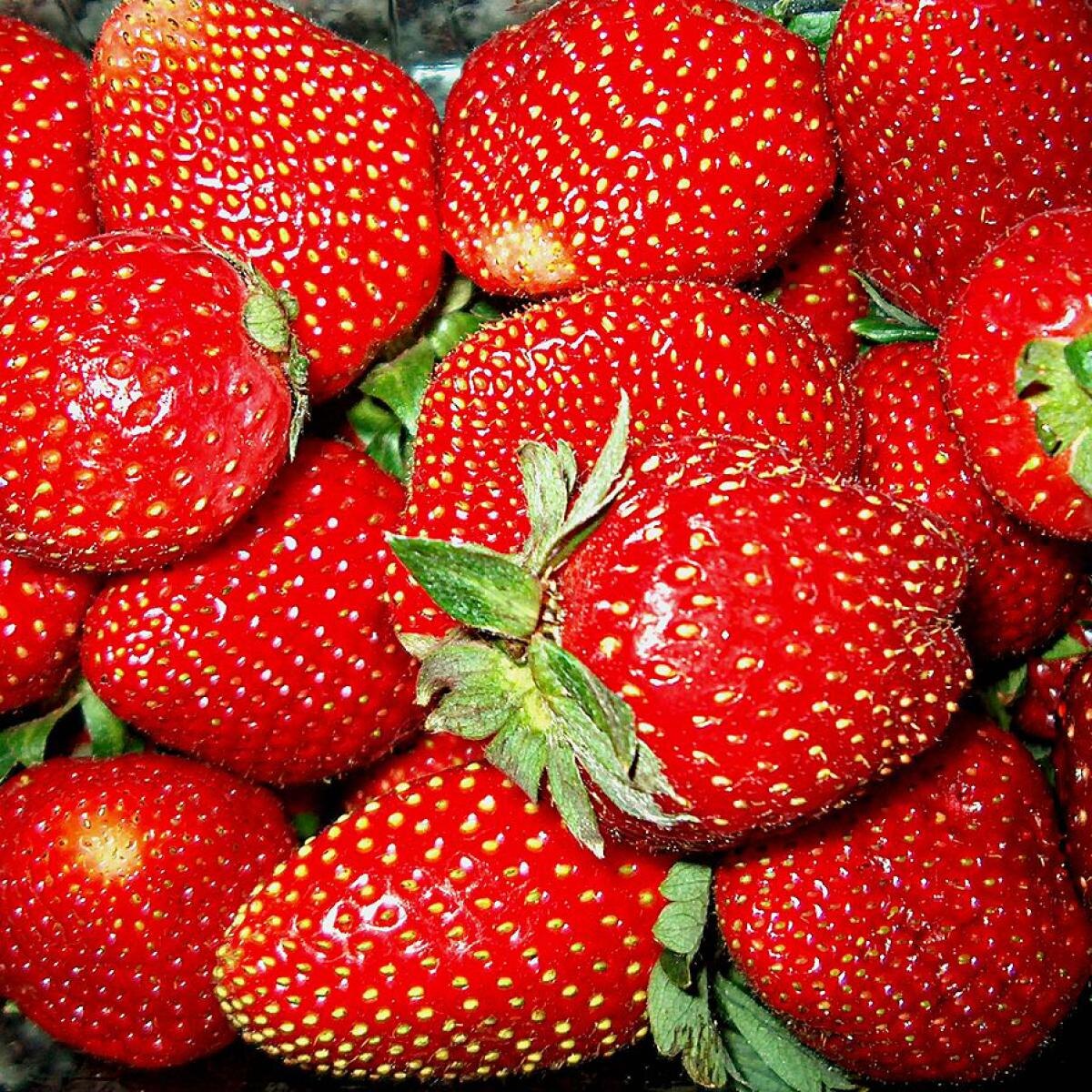 Секреты успешного ухода за клубникой: как гарантировать великолепный урожай