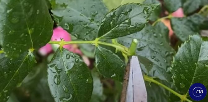 ��� �������� ���� ��� ������� ��������