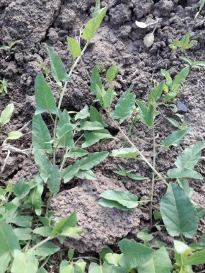 ��� ���������� � ������� � ������: ����������� ������ ��� �����������