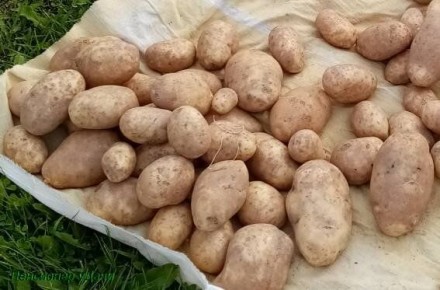 Обновление семенного картофеля: важность для огородников