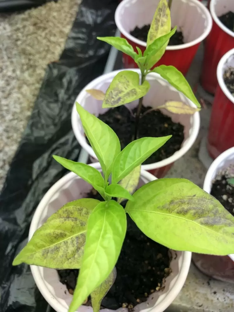 Как быстро распознать и победить болезни рассады перца