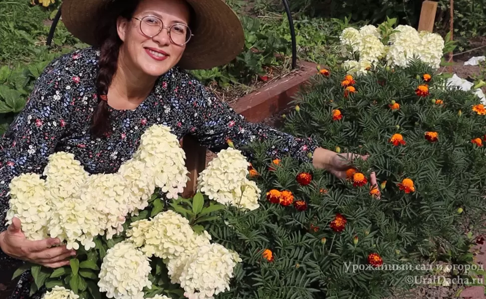 Как бархатцы украшают сад и помогают растениям: секреты успешного соседства