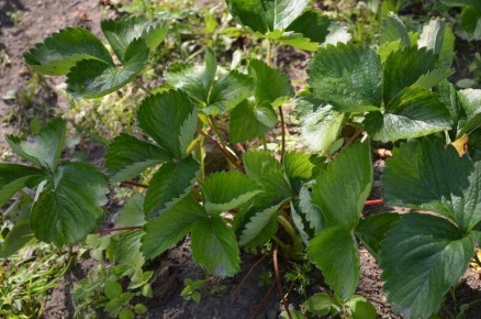 ��� ���������� � �������� � �������: ������ ��� �������� ������