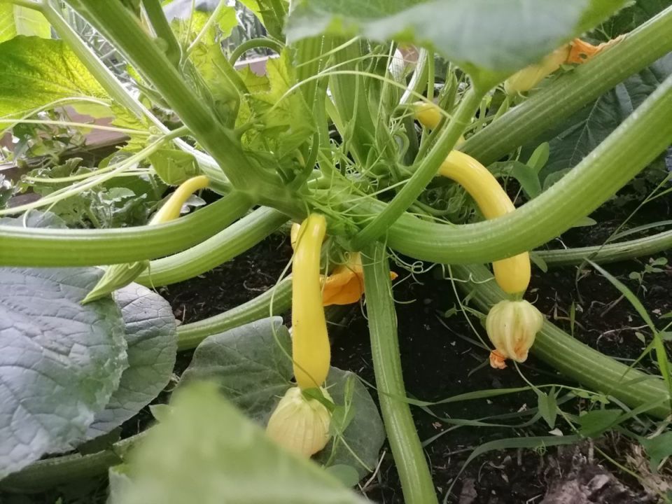 ��� ��������� ���������� ������������ ������� ������